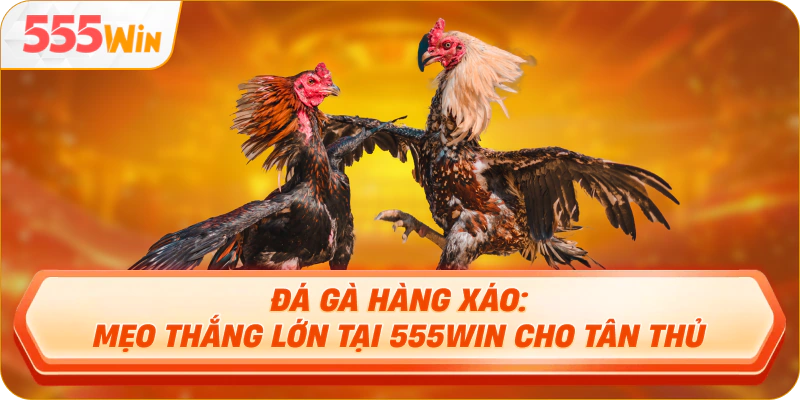 Đá gà hàng xáo tại 555WIN kịch tính, hấp dẫn từng phút